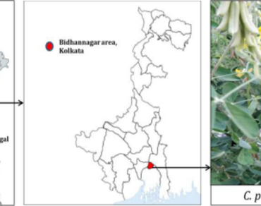 Establishment of quality parameters for fruits of Crotalaria pallida Aiton. through microscopy and phytochemical studies  
