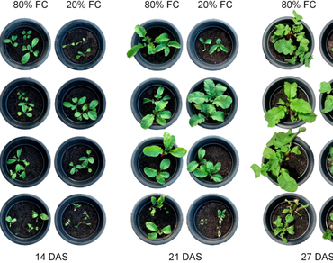 Correction: Effect of salicylic acid on the growth and biomass partitioning in water-stressed radish plants  