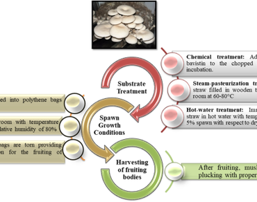 Lignocellulosic biomass, 
                     Lentinus mushroom, 
                     Pleurotus mushroom, Solid-state fermentation, Aromatic plants