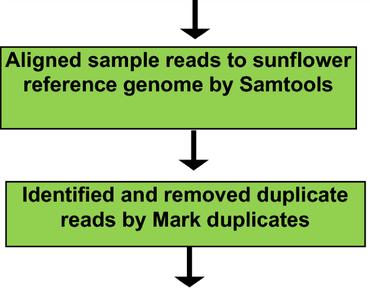 Powdery mildew, Sunflower, Genome-wide transcript, SSRs, SNPs, Linkage group