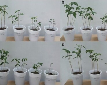 Arsenic, Mungbean, Growth parameters, Photosynthetic pigments, Chlorophyll a fluorescence