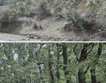 
                Buxus wallichiana
              , Indian Himalayan region, Anthropogenic threats, Habitat suitability, Conservation