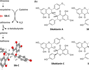 Binding of sikokianin C and related C-3/C-3″-biflavanones to cystathionine β-synthase. A molecular docking study  