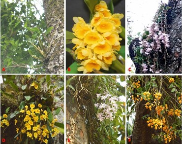 
                Callista
              , 
                Dendrobium
              , PCA, Phylogeny, UPGMA