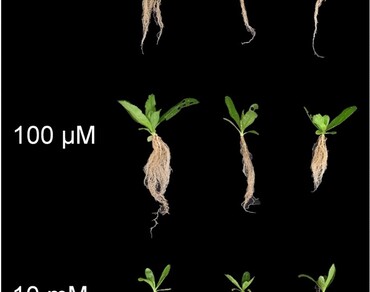 Exogenous carnitine application enhances the growth of culantro (Eryngium foetidum) plants  