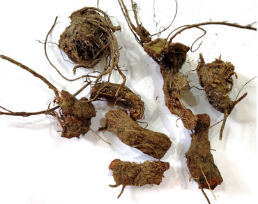n              Begonia roxburghiin            , Begoniaceae, Rutin, Heavy metals, Nutritional analysis, Quality control