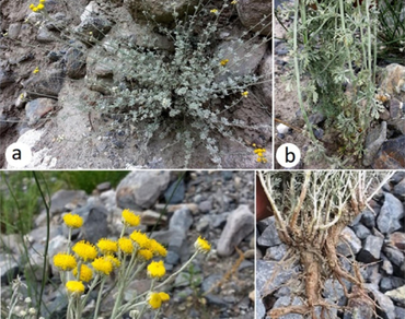
              Ajania
            , 
              Ajania fruticulosa
            , 
              Artemisia
            , 
              Chrysanthemum
            , ITS Phylogeny, Gilgit-Baltistan Pakistan