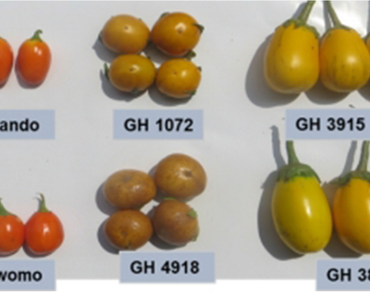 Eggplant cultivars, Percentage seed emergence, Seed extraction time, Seed quality