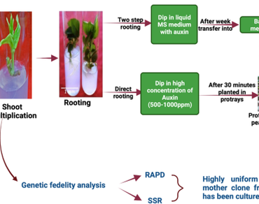 Establishment of cost-effective rooting, acclimatization and genetic fidelity of in vitro plants of apple rootstock Merton 793  