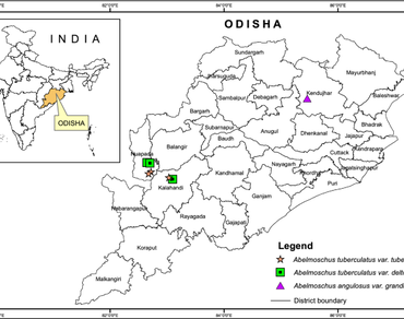 New record of three taxonomic varieties of wild okra (Abelmoschus Medik.) for Eastern India  