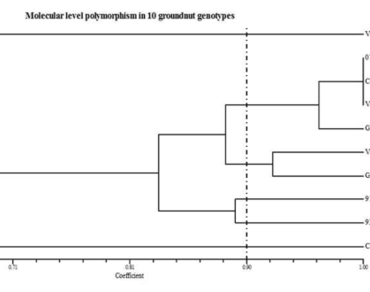 Genetic diversity in Groundnut (Arachis hypogaea. L) genotypes varying in maturity duration  
