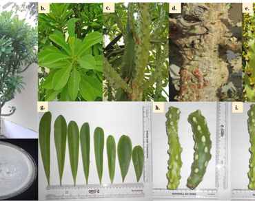 Comparative pharmacognostical standardization of different parts of Euphorbia neriifolia Linn  