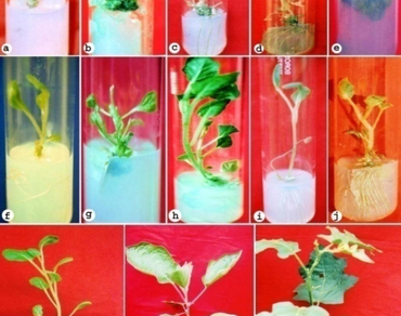 Plant growth regulators, Micropropagation, Shoot tip explants, Nodal explants, n                     In vitro rooting, Plantlet establishment