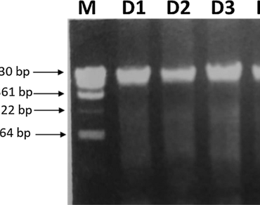 n              Dendrobiumn            , DNA barcoding, n                     matK gene, Antioxidant activity