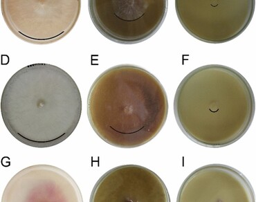 Antifungal activity of Mosiera bullata (Britton & P. Wilson) extract against phytopathogenic fungi 