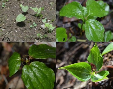 n              Trillium govanianumn            , Emergence, Reproductive biology, Conservation, Seed dispersal
