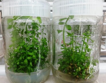 Micro-propagation, Plant growth regulators, Methanol, Ethanol, Absorbance, Antioxidant, Radicals