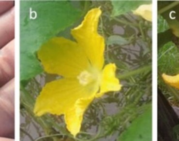 Lycopene, Edible flowers, Ash gourd (Benincasa hispida (Thunb.) Cogn.), Pumpkin (Cucurbita pepo L.), Harshringar (Nyctanthes arbor-tristis L.)