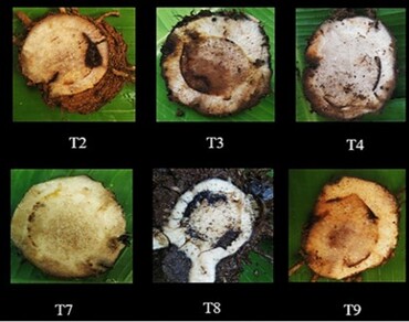 Integrated management of Fusarium wilt disease of banana in Kerala, India 