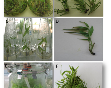 Morphological and physiological responses of proliferating shoots of bamboo to cytokinin 