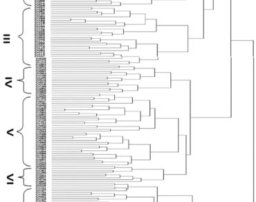 Cluster bean, Genetic variability, Dendrogram, Principal component analysis, Phenotype, Cluster analysis