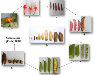 Monitoring of catechin content by high performance liquid chromatography during the development of seed and pods of Saraca asoca (Roxb.) De Willd 