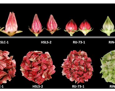Agro-morphological and nutritional profiling of different roselle (H. sabdariffa var. sabdariffa) morphotypes 