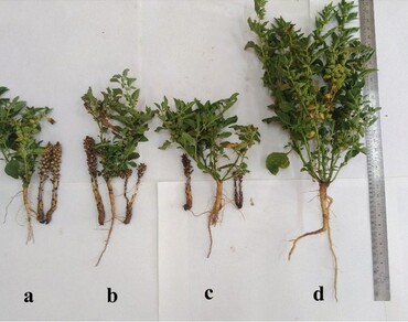 Effects of nodding broomrape parasitism on growth, physio-biochemical changes and yield loss of Withania somnifera (Linn.) Dunal plant 