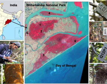 Assessment of mangrove stand biomass in relation to forest structural attributes in Bhitarkanika National Park, India 