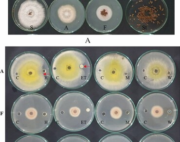 Biochemical characterization of volatile compounds and antimicrobial activity of Anethum graveolens seeds 