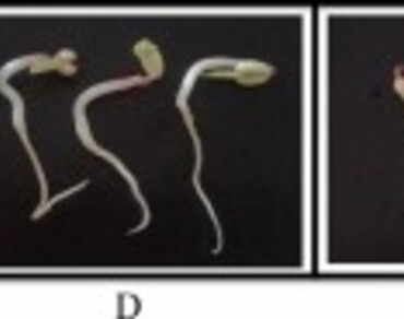Arsenic induced chromosomal aberrations, biochemical and morphological changes in Vigna radiata L. (Mung bean) seedlings and its amelioration by Curcumin 