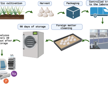 Role of storage on quality, nutritional and biochemical properties of garlic bulbs grown depending on different fertilizer applications 