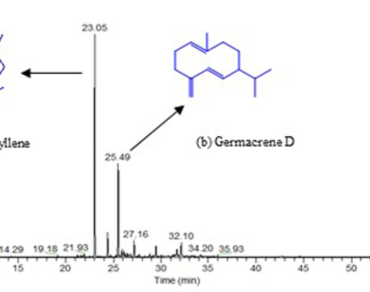 Volatile organic components of Baccharoides lilacina (Dalzell & A. Gibson) M. R. Almeida flowers, an indigenous plant 