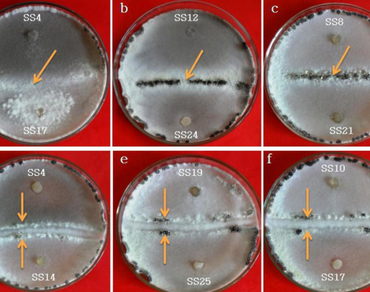 Variation in oxalic acid production, mycelial compatibility and pathogenicity amongst isolates of Sclerotinia sclerotiorum causing white mold disease 