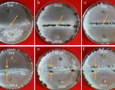 MCGs, Oxalic acid, Pathogenicity, n              Sclerotinia sclerotiorumn            , Variability, White mold