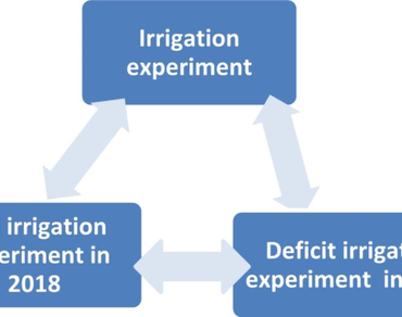 Determining crop coefficient, yield response factor to water stress and water productivity of sesame in the lowland areas of Humera, Tigray 