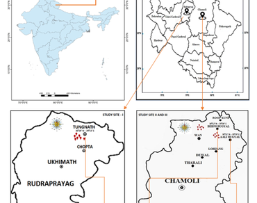 Seasonal water relations and stress tolerance of quercus semecarpifolia (Smith) in treeline areas of Western Himalaya, India 
