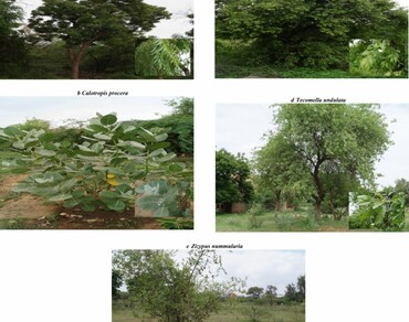 Humidification potential of five plants inhabiting arid zone of Rajasthan 