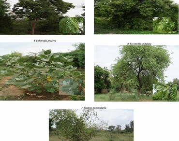 Transpiration, Micromorphology, Humidification, n              Azardirachta indican            , n              Tecomella undulatan            , n              Salvadora persican