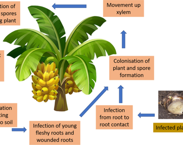 Fusarium wilt in banana: unraveling molecular aspects of host–pathogen interaction and resistance mechanism 