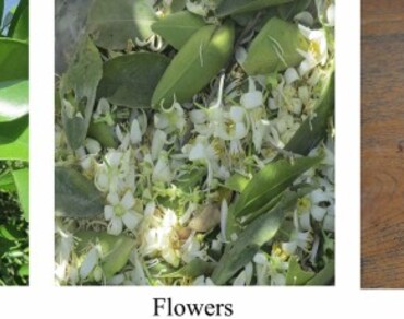 Leaves, Flowers, Peels, Citronellal, Nerol, Limonene
