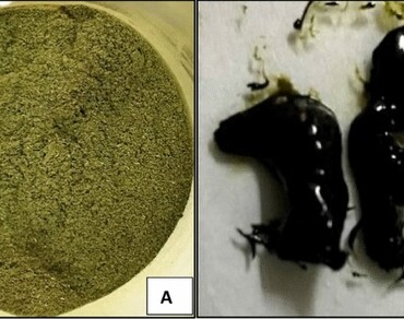 n              Drymaria cordatan            , Bioactive compounds, Antioxidant activity, Antibacterial activity, Chemical composition