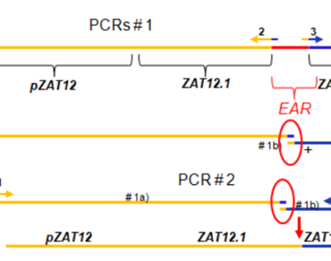 mCherry, EAR motif, ZAT12ΔEAR, Transient transformation, Zinc finger protein