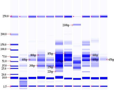 Sugarcane germplasm collection, Protein profiling, Biochemical markers, Genetic diversity, n                     Saccharum species, SDS-PAGE analysis, Phylogenetic relationship