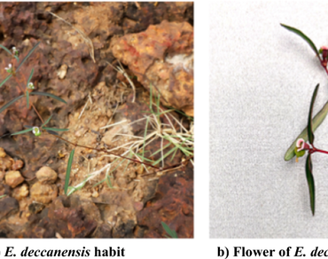 Phytometabolites, Antioxidant and anti-inflammatory activity