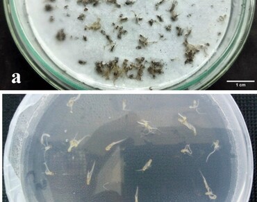 Development of micropropagation protocol for Colebrookea oppositifolia Sm. using nodal segments 