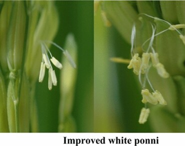 Marker assisted backcross analysis for high temperature tolerance in rice 