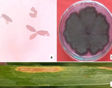 Wheat, n              Bipolaris sorokinianan            , Partial diseases resistance, Incubation Period, Latent Period