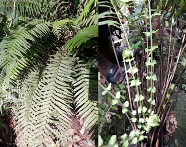 Ferns, n              Sphaerostephanos arbusculan            , UHPLC, LC–MS, Chemical constituents/profile, Biopotency