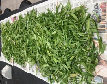 n              Clinacanthus nutansn            , Phytochemical screening, Antioxidant activity, PDT treatment, Photocytotoxicity